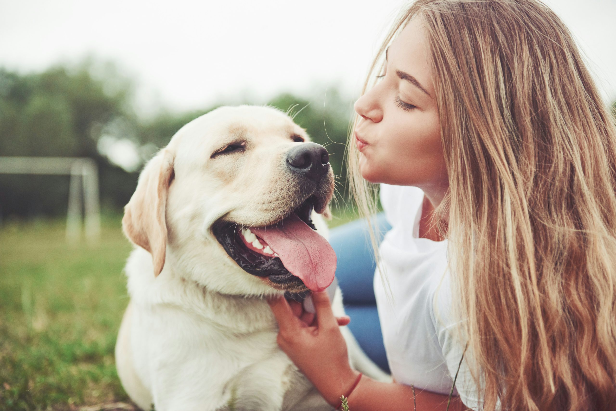 A woman with long hair lies on the grass beside a happy Labrador retriever, one of the top breeds, who's flashing its tongue. She leans in with puckered lips, gently holding the dog's collar.