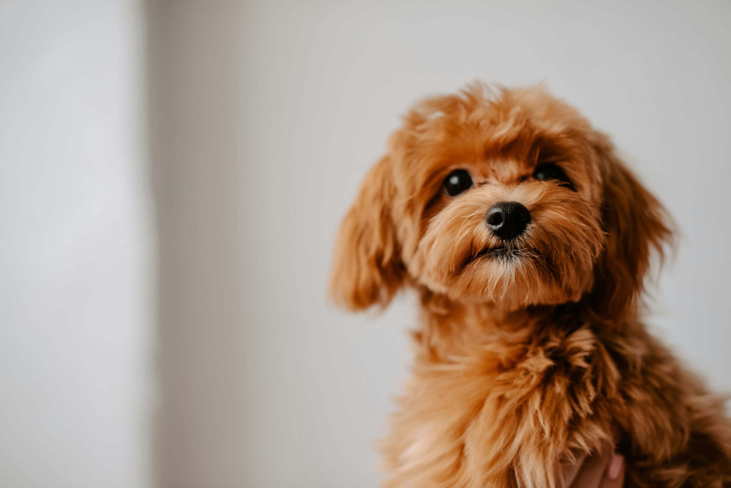 A small, fluffy brown toy dog with curly fur is looking slightly to the side against a plain, light background.