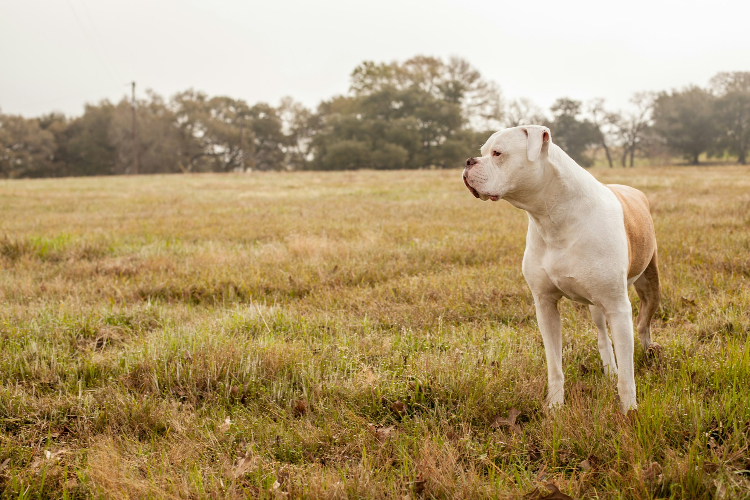 A white and tan dog, the picture of focus from recent American Bully training, stands alert in a grassy field with trees in the background under an overcast sky.