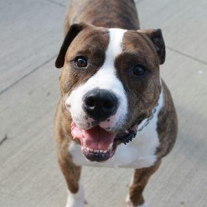 A brown and white dog with a brindle coat stands on a concrete surface, looking up with its mouth open and ears perked—showcasing focus often seen during american bully training sessions.
