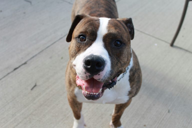 A brown and white dog with a brindle coat stands on a concrete surface, looking up with its mouth open and ears perked—showcasing focus often seen during american bully training sessions.