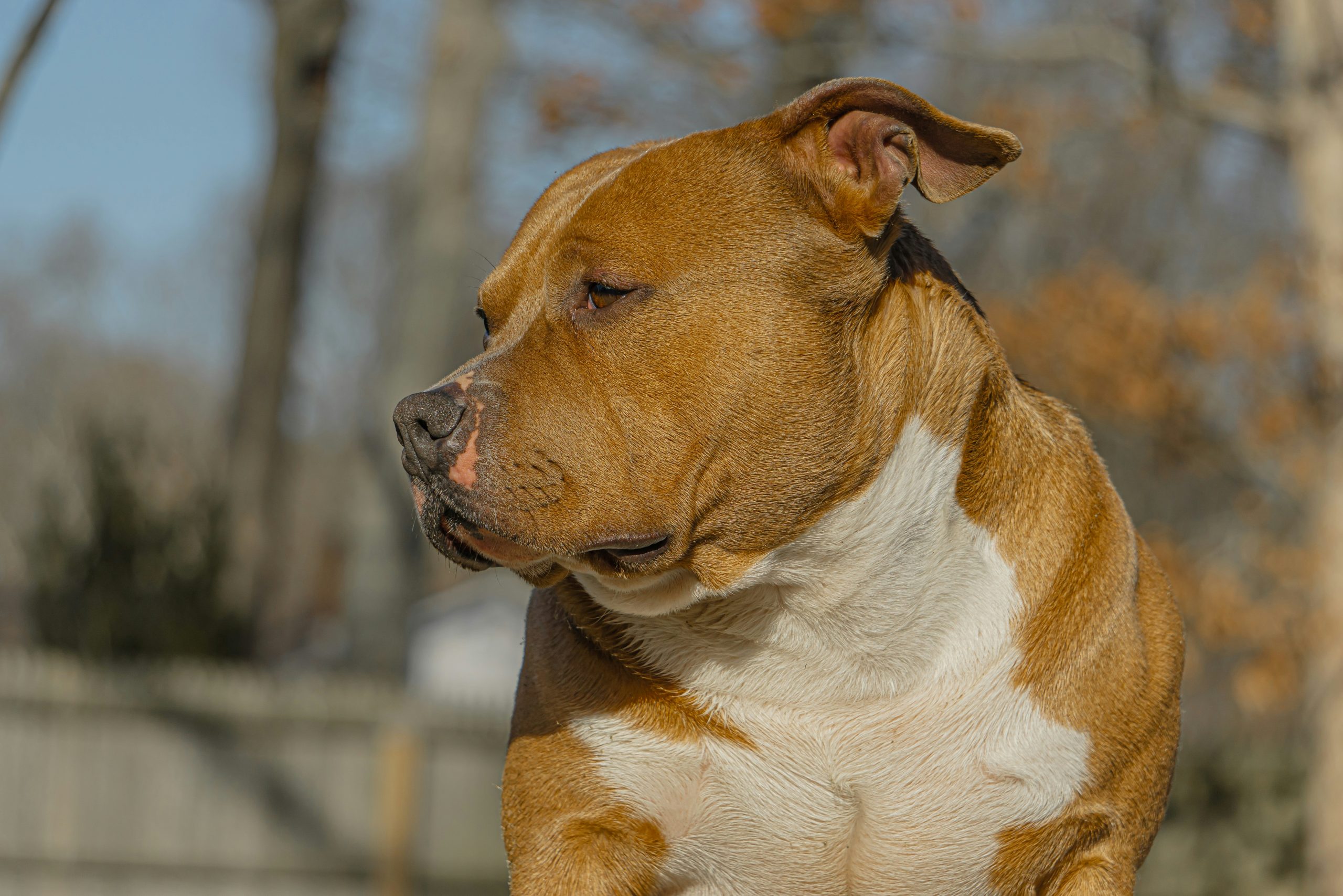 An American Bully with short brown and white fur looks to the left with a calm expression, outdoors near a wooden fence and trees.