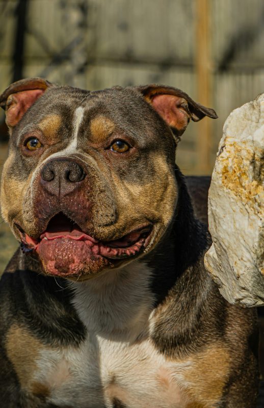 A close-up of an American Bully dog with brown and white fur, mouth open, sitting outdoors beside a large rock.