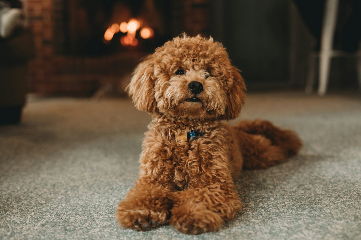 A fluffy brown poodle with curly fur lies on a carpeted floor indoors, with a fireplace burning in the background.