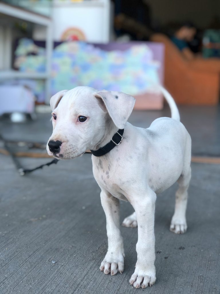 A white Dogo Argentino puppy with a black collar stands on a concrete surface, looking to the left. The background is blurred with indistinct objects and colors.