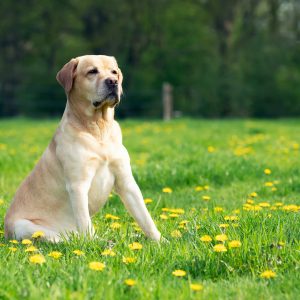 A Labrador Retriever, from one of the top breeds, sits on green grass dotted with yellow flowers, framed by a blurred background of trees.