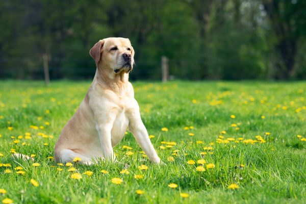 A Labrador Retriever, from one of the top breeds, sits on green grass dotted with yellow flowers, framed by a blurred background of trees.