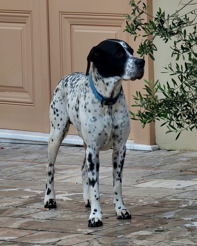 A black and white spotted german shorthaired dog with a blue collar stands on a stone patio near a beige door and green bush.