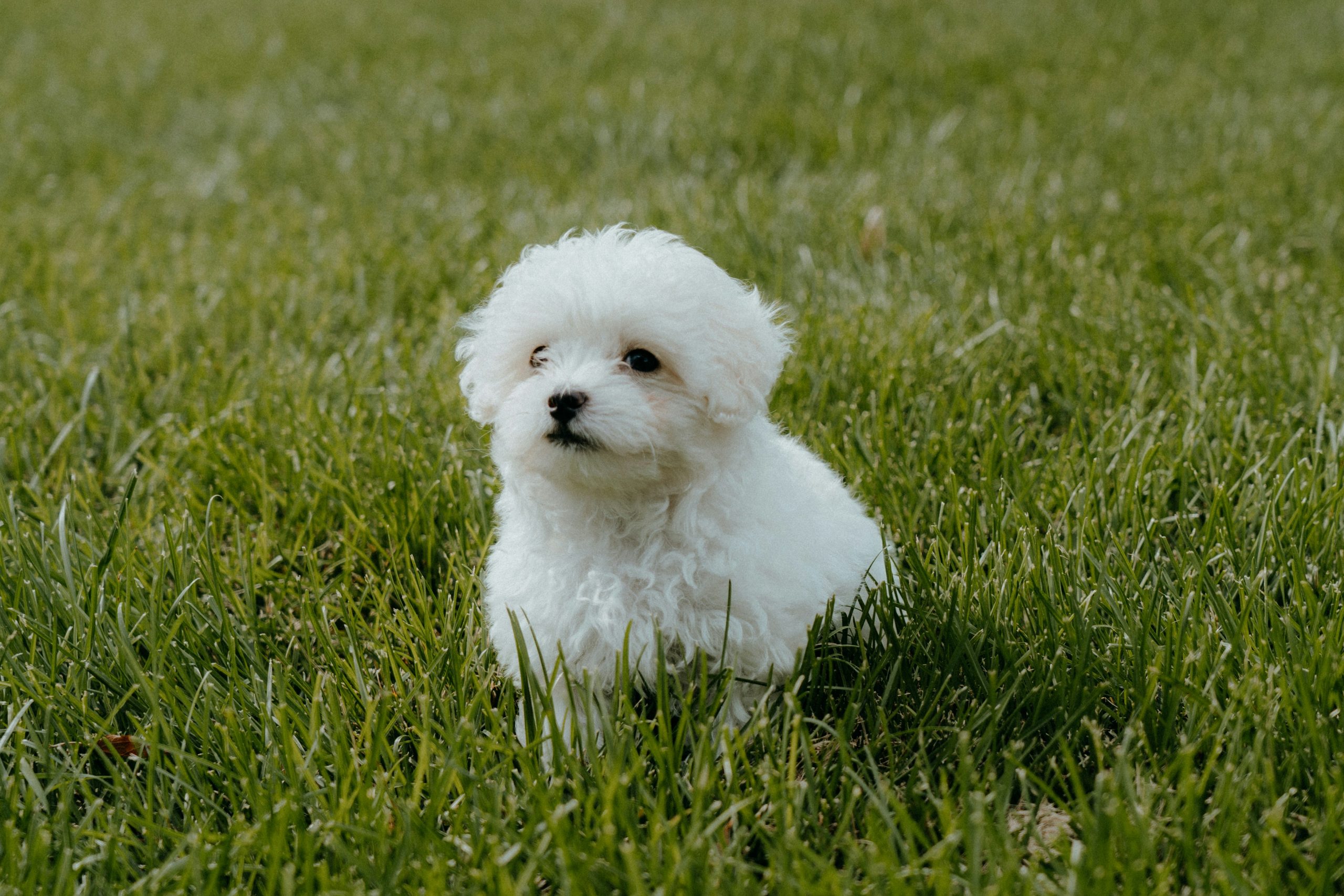 A small white Maltipoo puppy sits on the grass, gazing ahead with curiosity.
