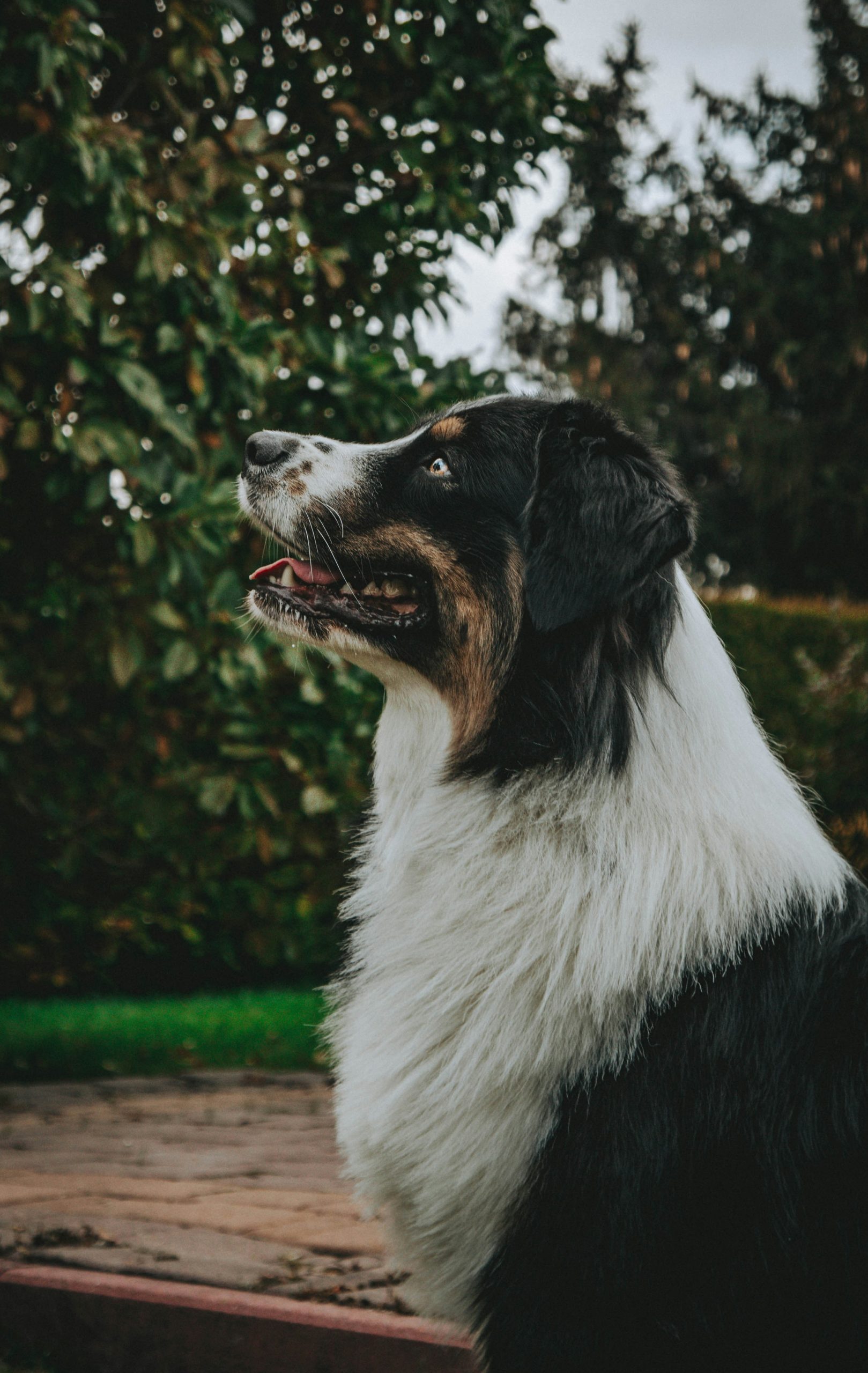 A black, white, and brown border collie sits outdoors on a patio, looking up with its mouth slightly open. Trees and greenery are visible in the background.