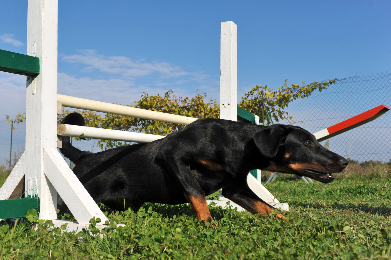 A black dog is crawling under a jump obstacle on a grassy field during a sunny day.