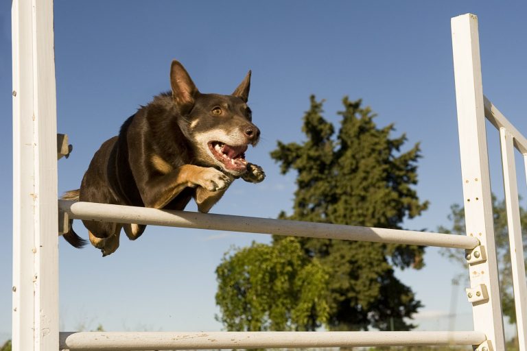 A dog jumps over an obstacle in an outdoor setting, with trees and a clear blue sky in the background.
