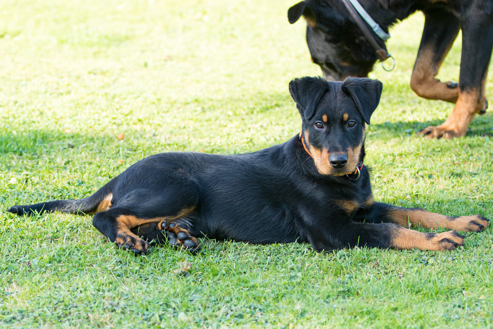 A black and tan dog lies on green grass while another similar dog sniffs the ground nearby.