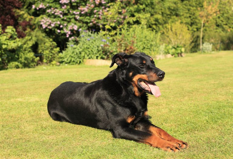 A large black and brown dog is lying on the grass in a garden, with trees and bushes in the background. The dog has its tongue out and appears relaxed.