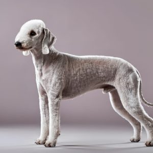 A gray Bedlington Terrier stands on a plain background, showing its distinctive lamb-like appearance with a curly coat and arched back.