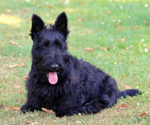 A black Scottish Terrier lies on the grass with its tongue out.