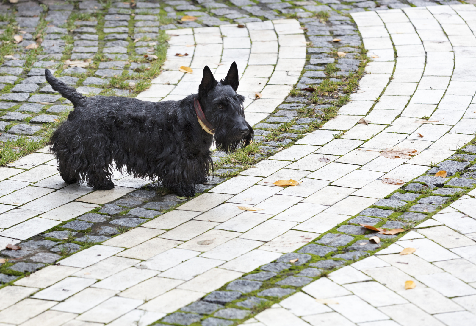 A Scottish Terrier walks on a stone pathway with grass patches, surrounded by fallen leaves.
