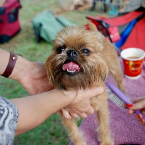 A small, brown dog with a scruffy coat is being held and groomed by a person using a comb. The background shows a grassy area with colorful bags and a cup.