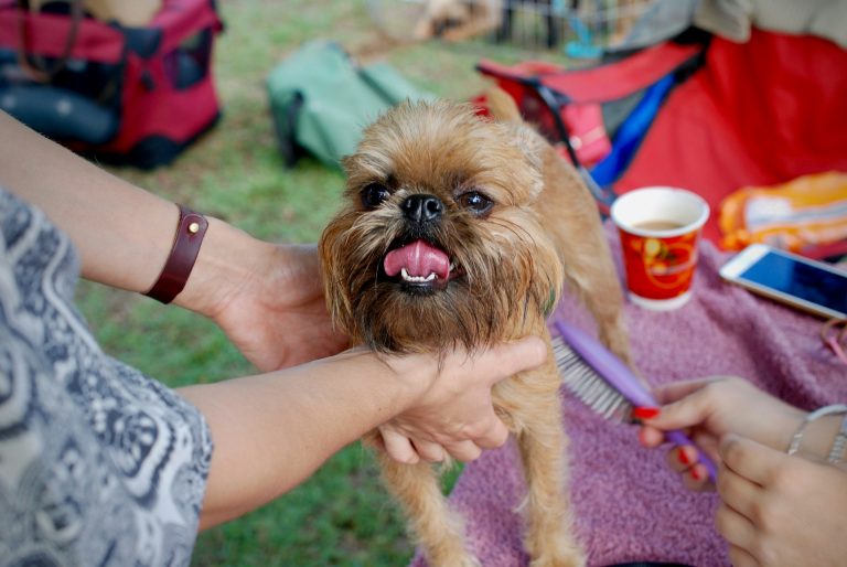 A small, brown dog with a scruffy coat is being held and groomed by a person using a comb. The background shows a grassy area with colorful bags and a cup.