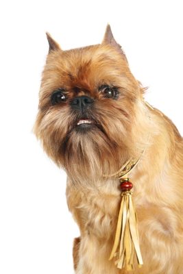A Griffon Bruxellois dog with a shaggy coat and a decorative collar, featuring a long tassel, against a white background.