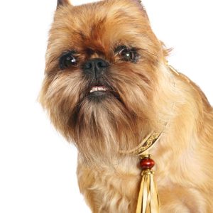 A Griffon Bruxellois dog with a shaggy coat and a decorative collar, featuring a long tassel, against a white background.