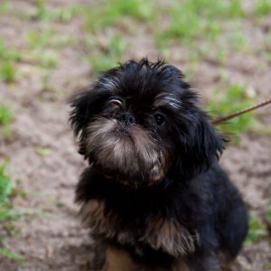 A small black and brown fluffy dog on a leash sits on dirt with grass patches.