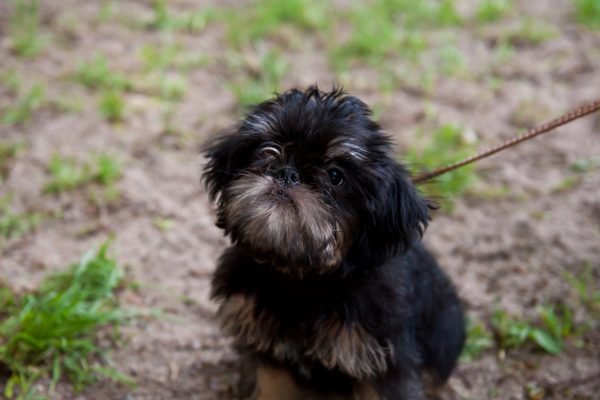 A small black and brown fluffy dog on a leash sits on dirt with grass patches.