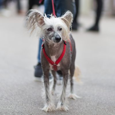 Hairless dog with a fluffy head and tail, wearing a red harness, stands on a paved path with a person holding its leash in the background.