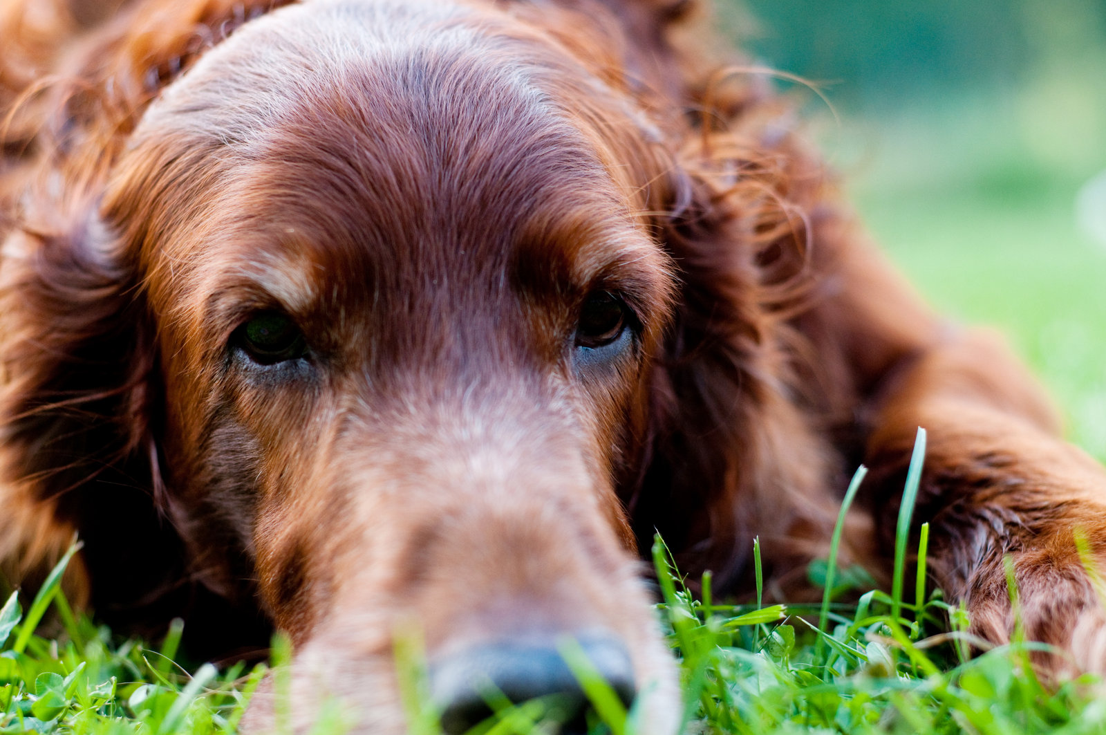 Close-up of a reddish-brown dog lying down on a grassy surface, looking directly at the camera.