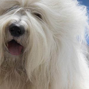 Old English Sheepdog with long, fluffy white fur and a black nose, panting with its tongue out against a clear blue sky.