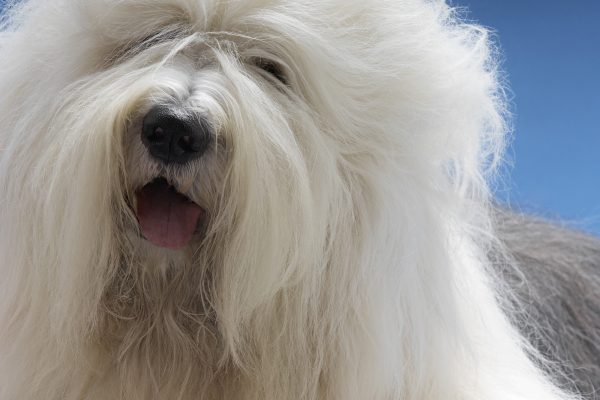 Old English Sheepdog with long, fluffy white fur and a black nose, panting with its tongue out against a clear blue sky.