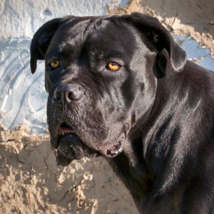 A black Mastiff dog with a shiny coat stands alertly, with a rough, textured wall in the background.