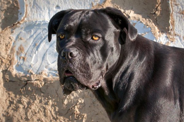 A black Mastiff dog with a shiny coat stands alertly, with a rough, textured wall in the background.