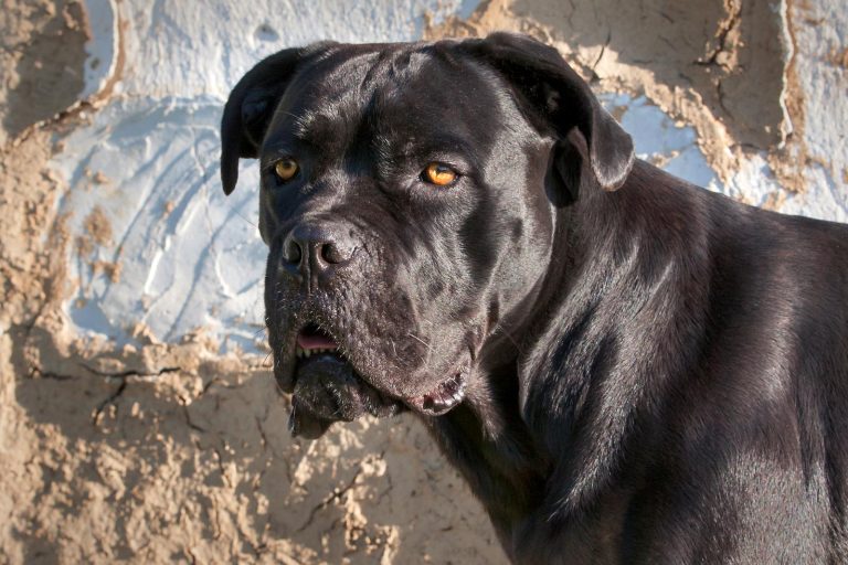 A black Mastiff dog with a shiny coat stands alertly, with a rough, textured wall in the background.