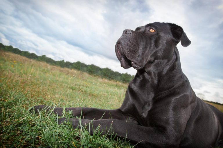 Black dog lying on grass, looking into the distance. Cloudy sky and trees are visible in the background.