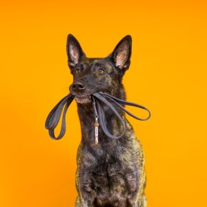A German Shepherd holds a leash in its mouth against an orange background.