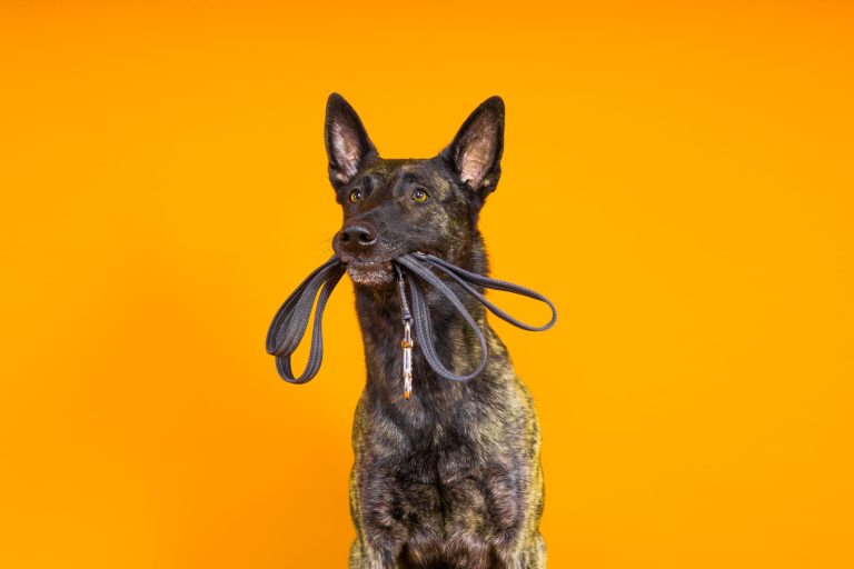 A German Shepherd holds a leash in its mouth against an orange background.