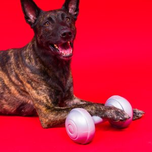 A brindle dog lies on a red background with one paw on a gray dumbbell, looking upwards with an open mouth.