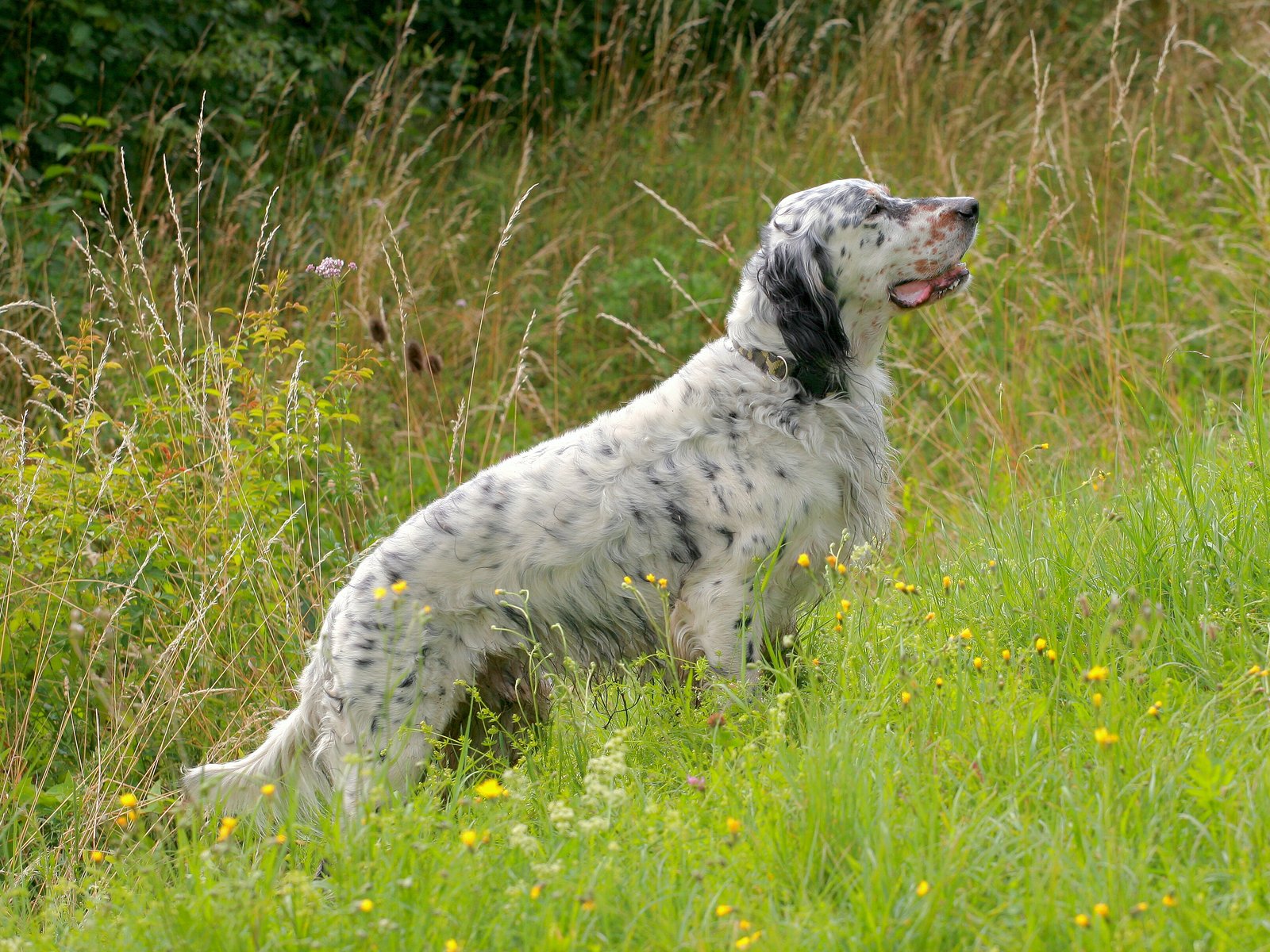 White and black speckled dog standing in a grassy field with wildflowers, looking upwards.