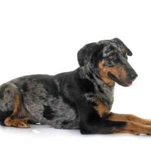 A black and brown dog with a speckled coat lies on a white background, facing right.