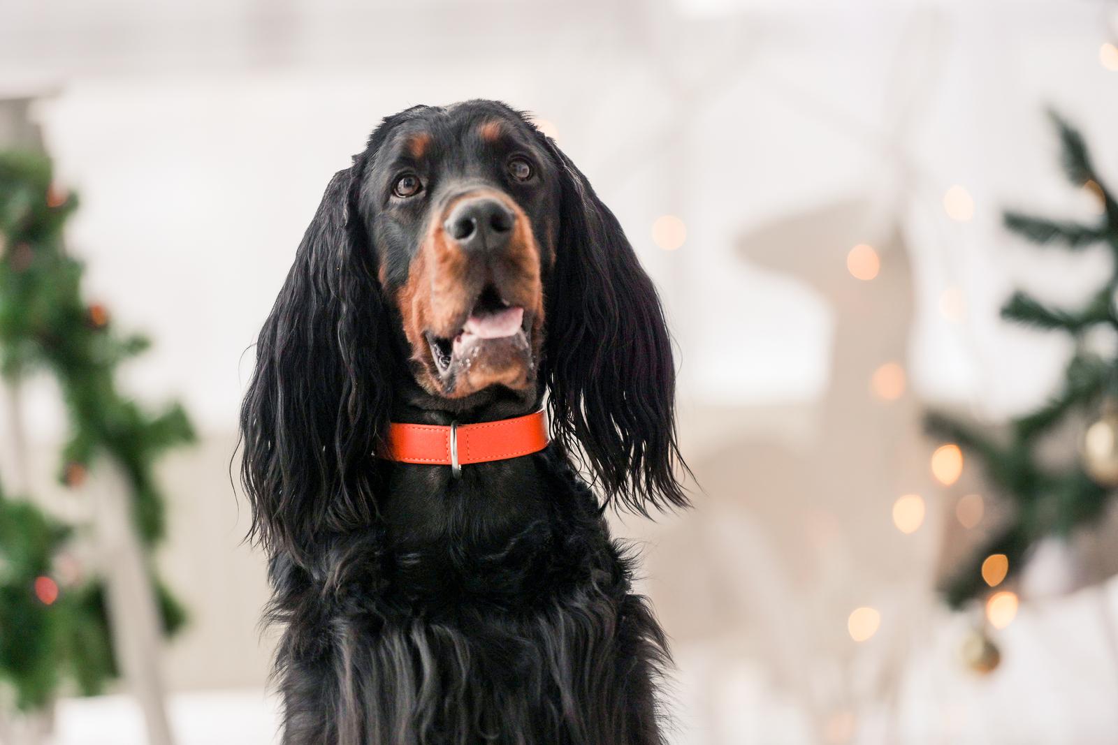 A black and tan dog with long ears wears an orange collar, standing indoors with blurred holiday decorations in the background.