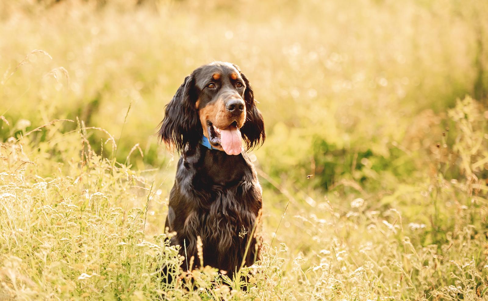 A black and brown dog with a blue collar sits in a sunlit grassy field, panting with its tongue out.