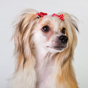 Long-haired dog with red bows on its head, looking to the side against a plain background.