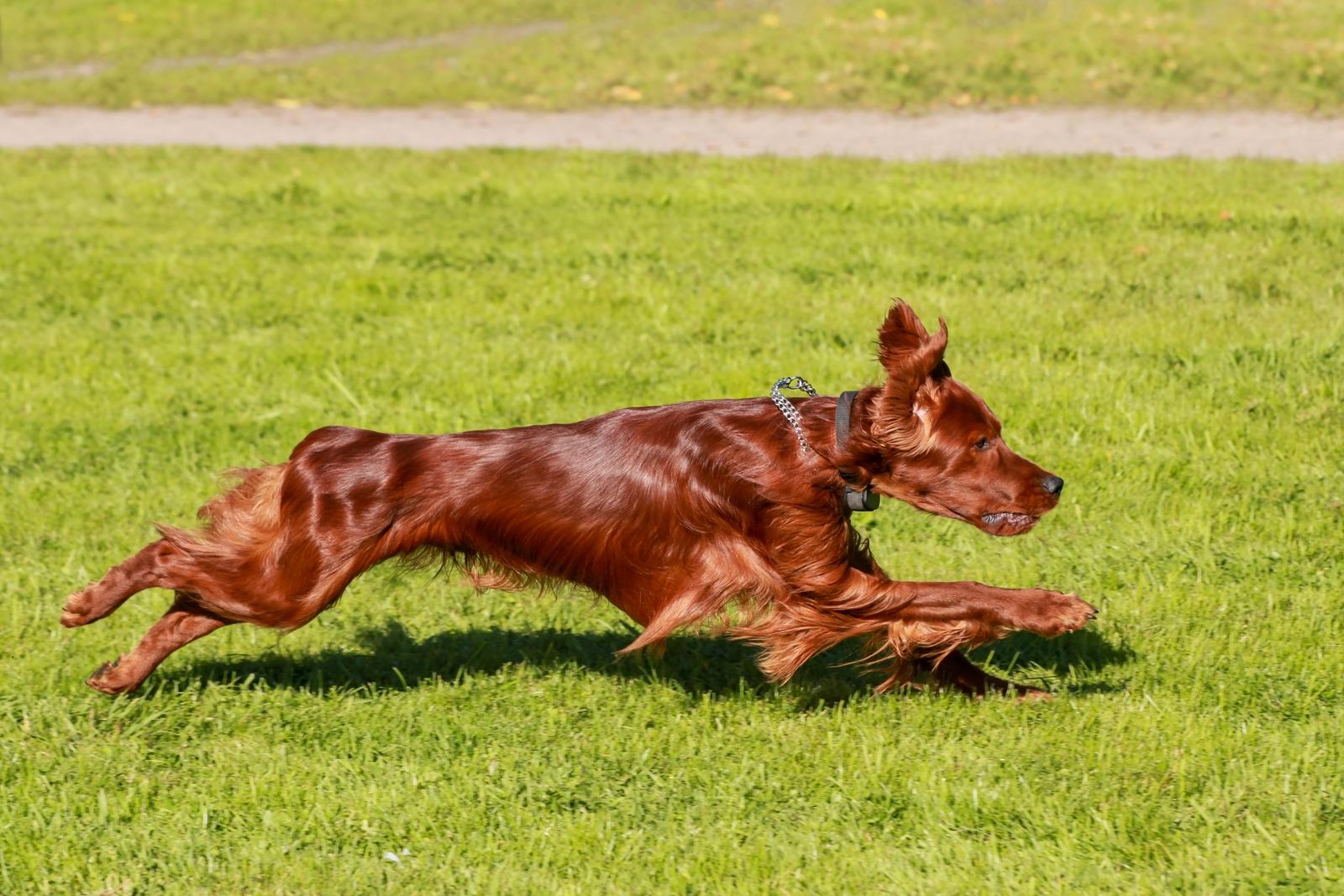 A brown dog runs swiftly across a grassy field, with all four paws off the ground, ears flapping back, and tail extended.