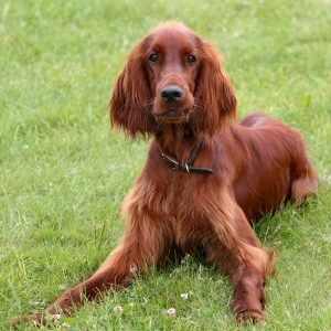 A brown Irish Setter dog lying on a grassy field, looking directly at the camera.