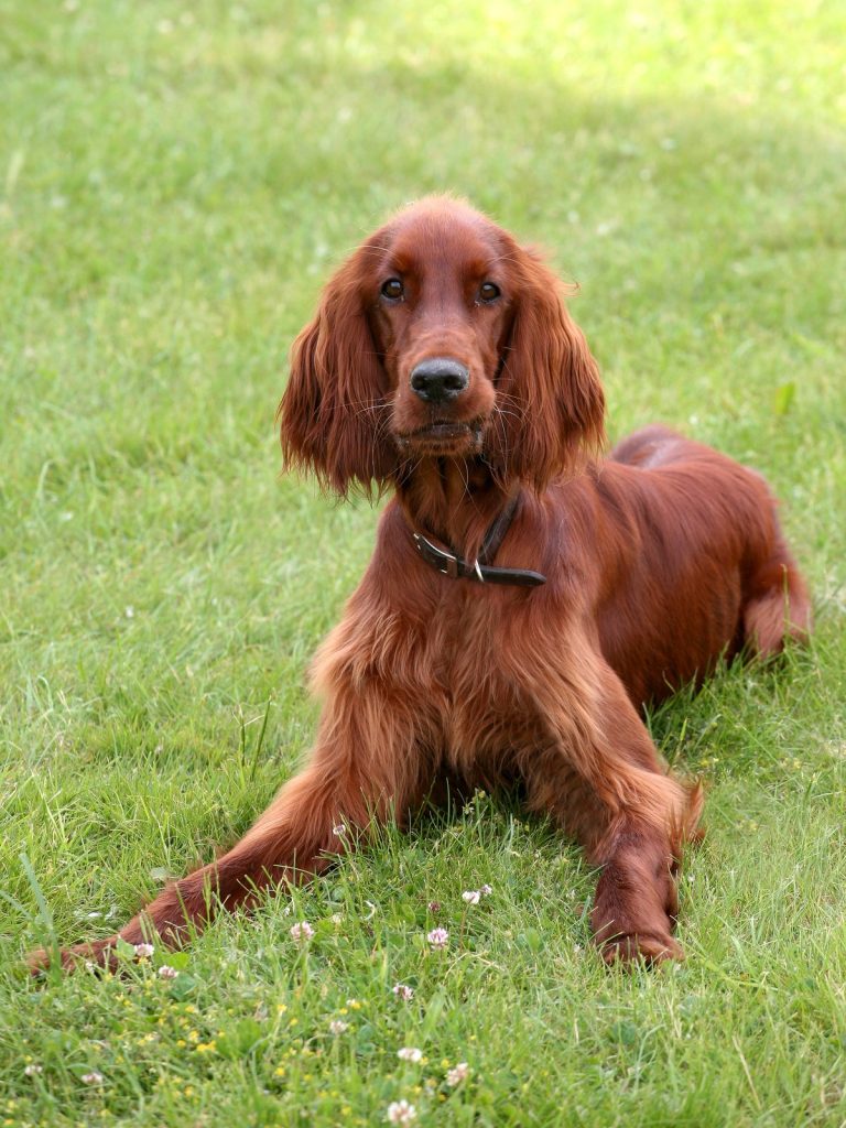 A brown Irish Setter dog lying on a grassy field, looking directly at the camera.