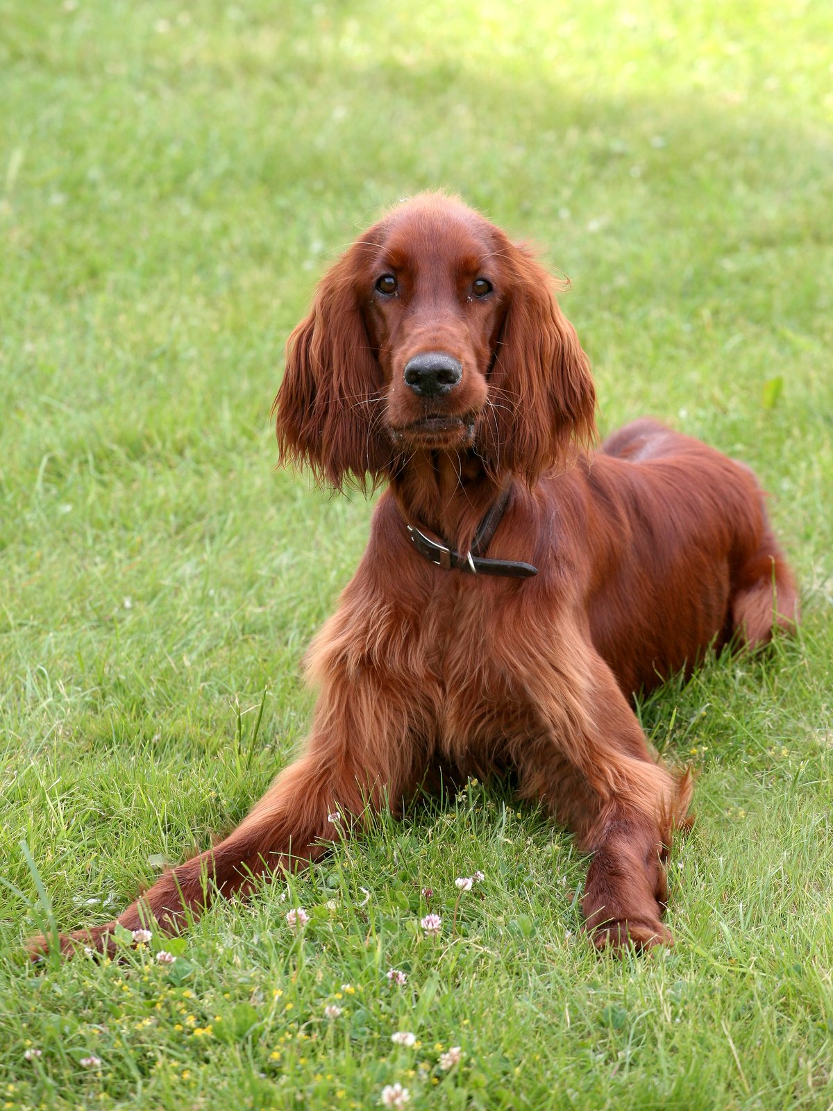 A brown Irish Setter dog lying on a grassy field, looking directly at the camera.
