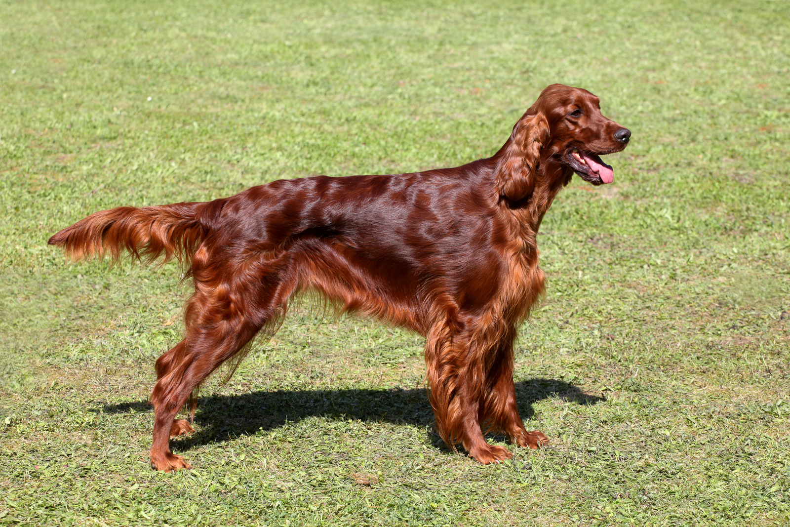 A brown Irish Setter stands on grass, facing left, with its mouth open and tongue out.