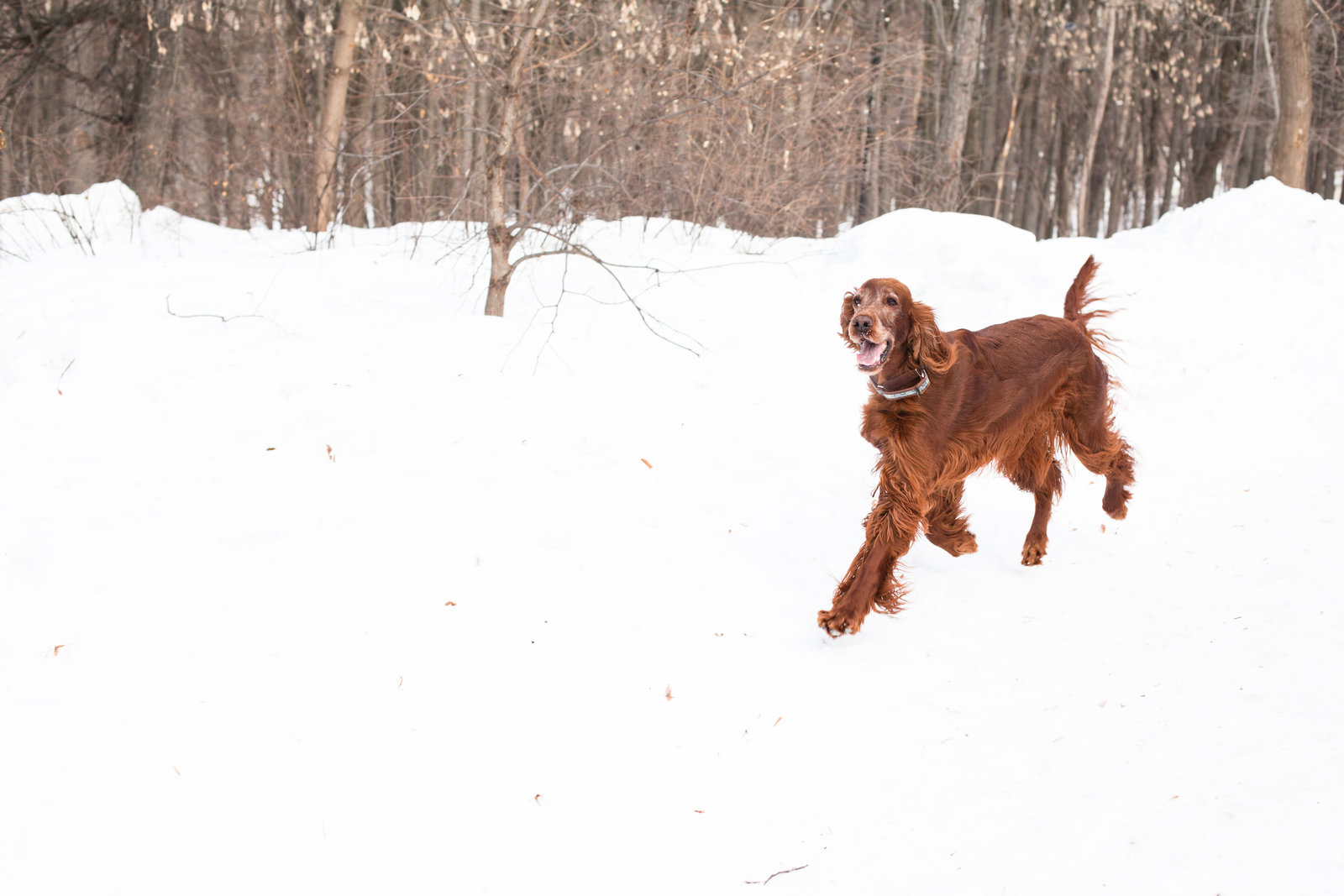 A brown dog running happily in a snowy forested area.