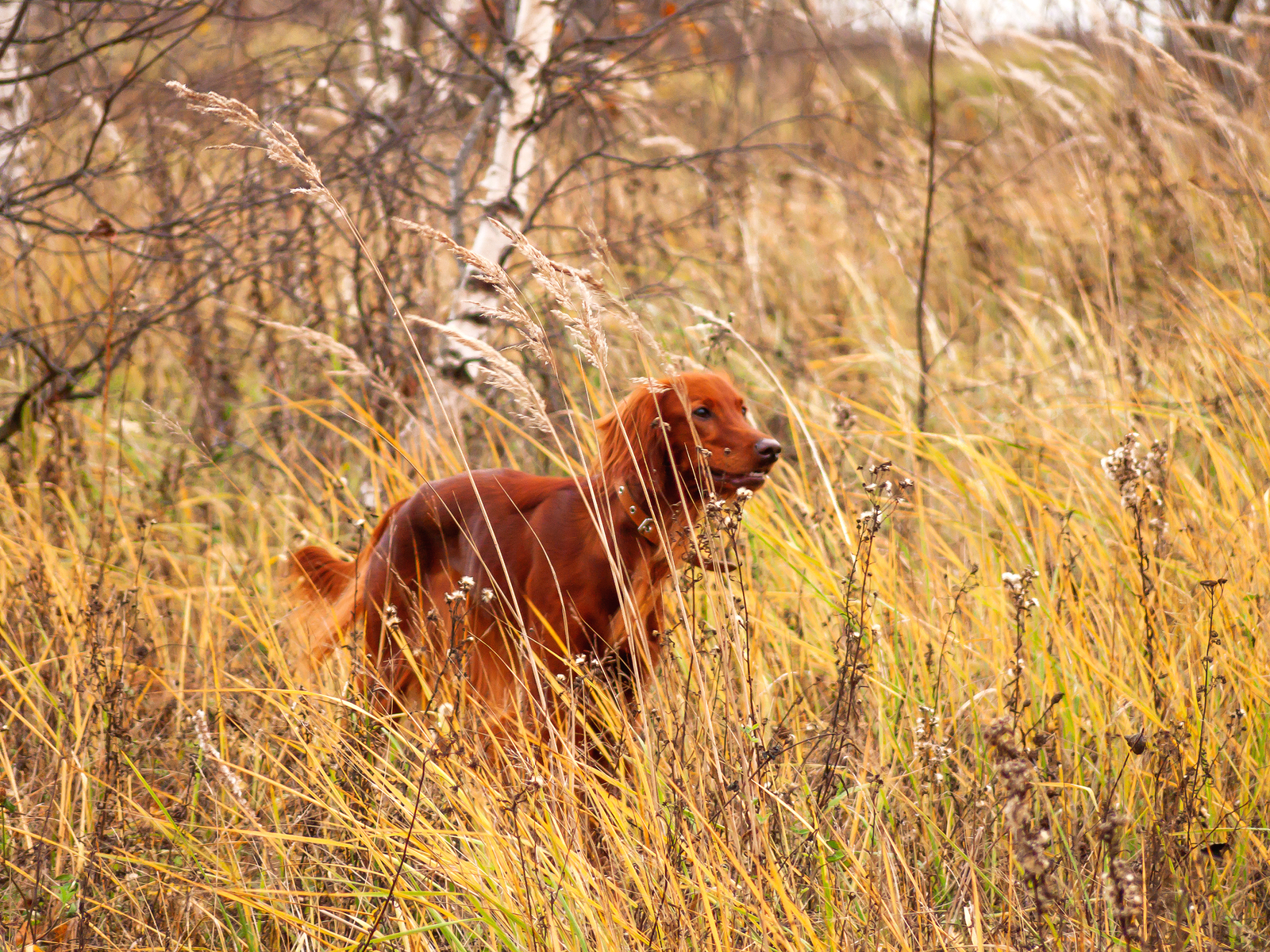 A brown dog stands among tall golden grass in a field, surrounded by bare trees and dried plants.